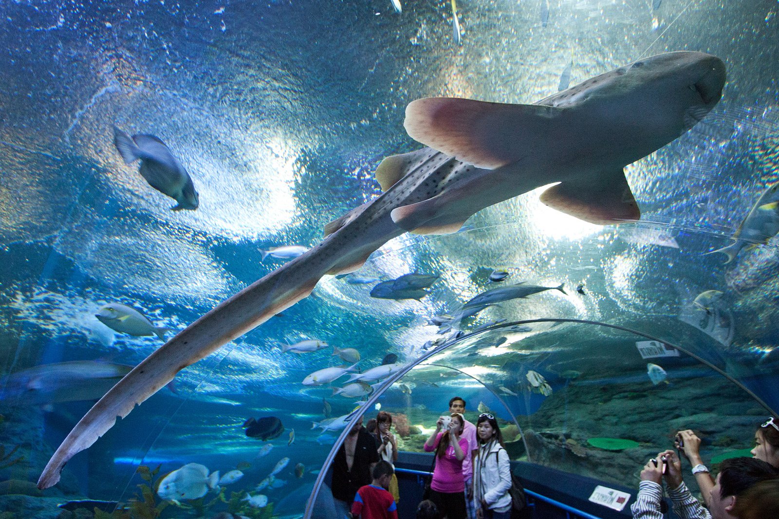 Underwater World Pattaya aquarium, Pattaya