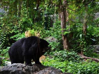 Dusit Zoo in Bangkok