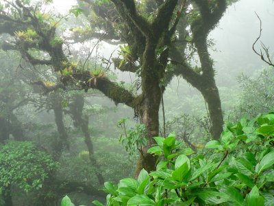 Mombacho cloud forest in Granada