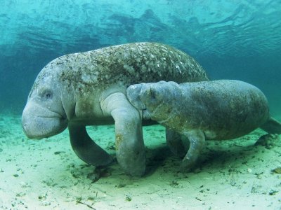 Dugong sanctuary