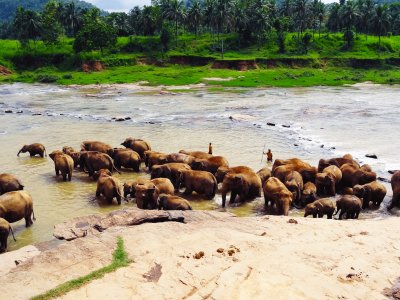 Pinnawala Elephant Orphanage