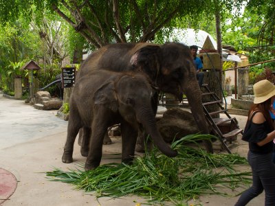 The Phuket Zoo in Phuket