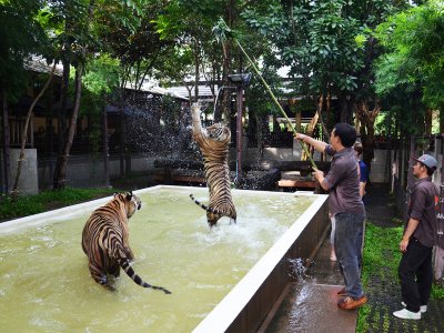 The Tiger Kingdom zoo in Phuket