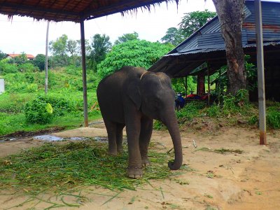 Phuchada Safari Park in Phuket