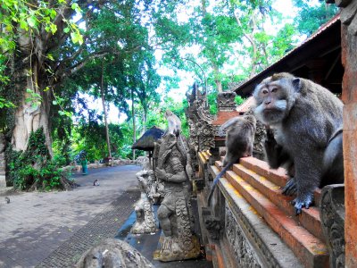 Monkey Forest