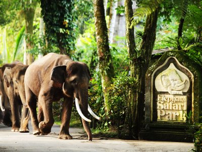 Elephant Safari Park Lodge Bali