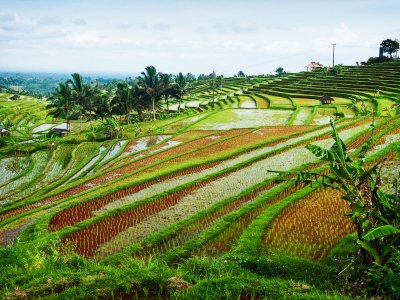 Jatiluwih Rice Terraces