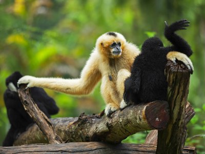 Gibbon Rehabilitation Project in Phuket