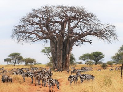 Tarangire National Park