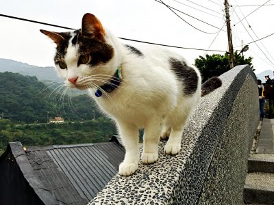 Houtong Cat Village