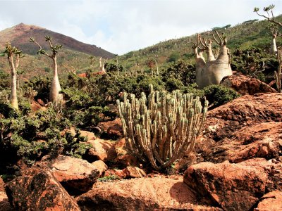 Socotra Island