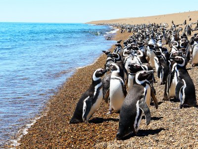 Punta Tombo Provincial Reserve