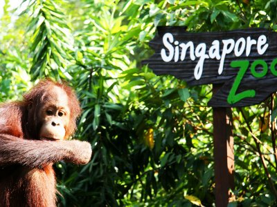 Singapore Zoo