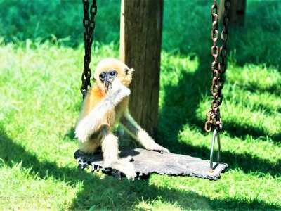 Monkey park