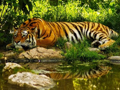 The Sundarbans National Park