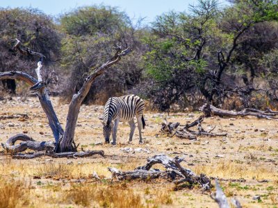 Etosha National Park