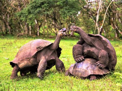 El Chato Tortoise Reserve