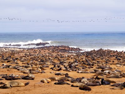 Cape Cross Seal Reserve