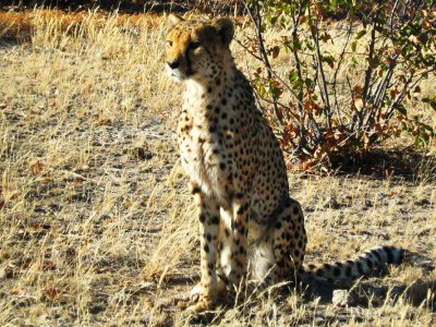 Otjitotongwe Cheetah Guestfarm