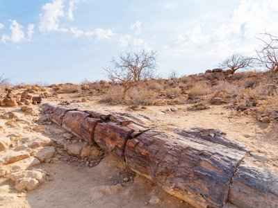 Petrified forest