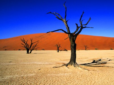 Dead Vlei