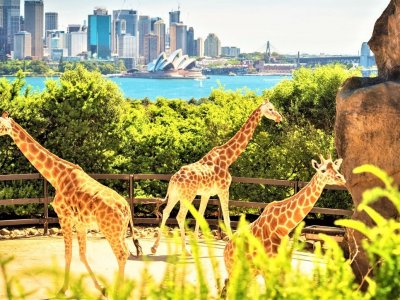 Taronga Zoo