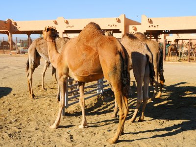 Camel Market in Al Ain