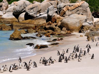 Boulders Beach in Cape Town