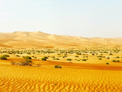 Liwa oasis in Abu Dhabi
