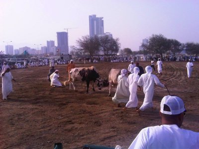 Arena for bullfights in Fujairah