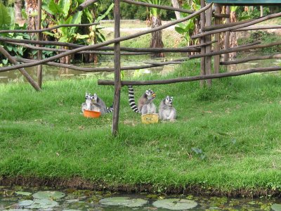 Tsimbazaza zoo in Antananarivo