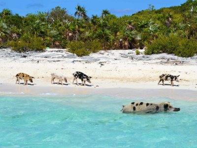 Pig Beach in George Town