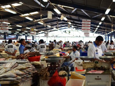 Fish Souk in Dubai