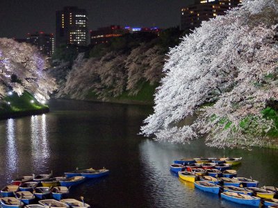 Chidorigafuchi Moat in Tokyo