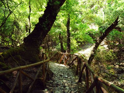 The Valley of the Butterflies on Rhodes