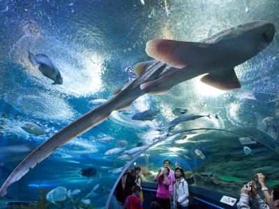 Underwater World Pattaya aquarium in Pattaya
